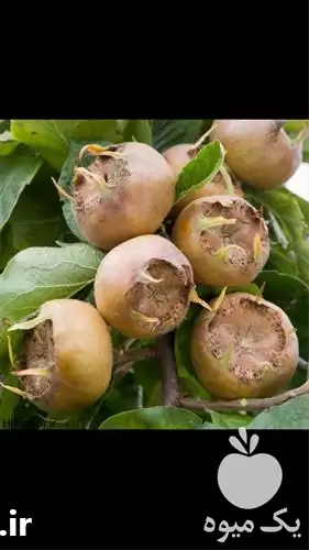 قیمت خرید عرضه قلم ازگیل جنگلی در ساری در گروه خرید و فروش نهالستان در یکمیوه -عکس1