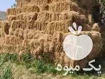 قیمت خرید یونجه درجه یک گشت در میانه در گروه خوراک دام و طیور در یکمیوه -عکس1