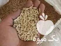 قیمت خرید جو درجه یک شش در میانه در گروه خرید و فروش گندم و جو در یکمیوه -عکس1