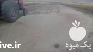 قیمت خرید کاه نرم گندم در نورآباد در گروه خوراک دام و طیور در یکمیوه -عکس1