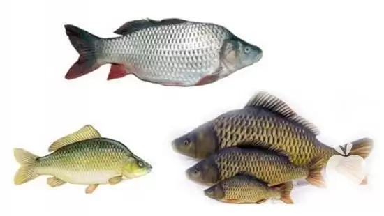 قیمت خرید بچه ماهی آمور در ارومیه در گروه خرید و فروش بچه ماهی در یکمیوه -عکس1