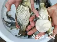 فروش انواع بچه ماهی کپور آمور در اصفهان در گروه خرید و فروش بچه ماهی در یکمیوه -عکس1