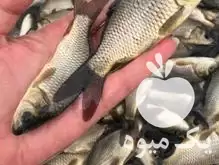 فروش بچه ماهی کپور آمور فیتوفاگ در تبریز در گروه خرید و فروش بچه ماهی در یکمیوه -عکس1