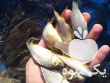 فروش بچه ماهی کپور آمور فیتوفاگ در شیراز در گروه خرید و فروش بچه ماهی در یکمیوه -عکس1