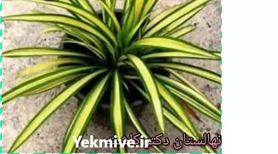 قیمت خرید عمده گیاه پاندانوس در تهران در گروه خرید و فروش گیاهان زینتی در یکمیوه -عکس1