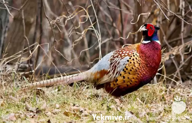 فروش قرقاول آمریکایی با بهترین قیمت در گروه خرید و فروش انواع پرنده در یکمیوه -عکس1