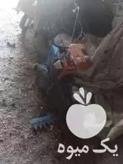 چیدن میوه و محصولات کشاورزی در گروه کارگر در یکمیوه -عکس1