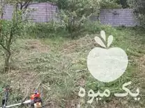 علف تراشی هرس در تنکابن در گروه خدمات باغبانی در یکمیوه -عکس1