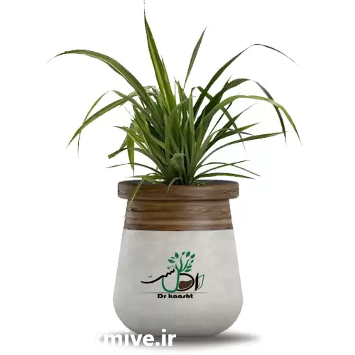 قیمت خرید عمده گیاه پاندانوس در ارومیه در گروه خرید و فروش گیاهان زینتی در یکمیوه -عکس1