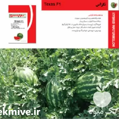 فروش بذر هندوانه تگزاس در گروه خرید و فروش بذر هندوانه در یکمیوه -عکس1