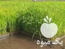 قیمت خرید بانک نشا سهرابی در جویبار در گروه خرید و فروش نشا در یکمیوه -عکس1