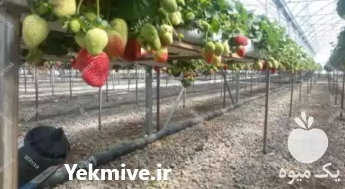 فروش تجهیزات و ملزومات گلخانه در تهران در گروه خرید و فروش تجهیزات گلخانه در یکمیوه -عکس1