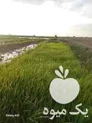 قیمت خرید کود سفید درشت در علی آباد در گروه خرید و فروش کود سفید در یکمیوه -عکس1