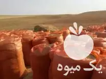 قیمت خرید کاه عدس درگرمی در گروه خوراک دام و طیور در یکمیوه -عکس1