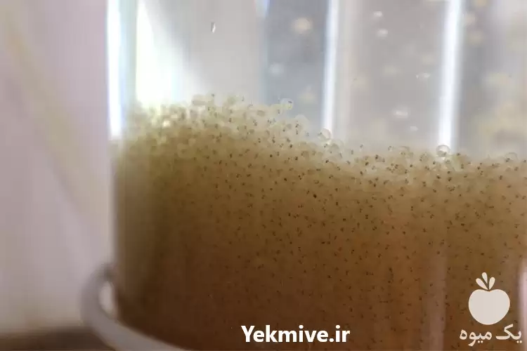 فروش ویژه انواع ماهی کوی صادراتی در مشهد در گروه خرید و فروش ماهی کوی در یکمیوه -عکس1