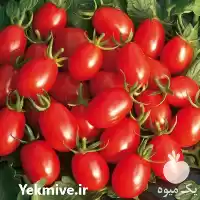 قیمت خرید بذر گوجه باسیمو در مشهد در گروه خرید و فروش بذر گوجه در یکمیوه