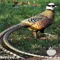 قیمت خرید قرقاول سیلور در ساری در گروه خرید و فروش انواع پرنده در یکمیوه