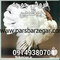 فروش قیمت روز جوجه بوقلمون بیوتی در ارومیه در گروه مرغ و خروس و بوقلمون و اردک قو قاز در یکمیوه