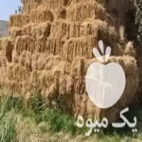 قیمت خرید یونجه درجه یک گشت در میانه در گروه خوراک دام و طیور در یکمیوه