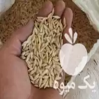 قیمت خرید جو درجه یک شش در میانه در گروه خرید و فروش گندم و جو در یکمیوه