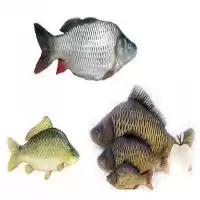 قیمت خرید بچه ماهی آمور در ارومیه در گروه خرید و فروش بچه ماهی در یکمیوه