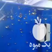 فروش بچه ماهی گوپی فول بلک در گروه خرید و فروش بچه ماهی در یکمیوه