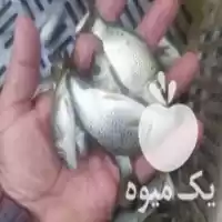 مرکز فروش انواع بچه ماهی غذای در رشت در گروه خرید و فروش بچه ماهی در یکمیوه