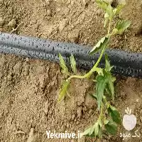 فروش کارخانه نوار تیپ لوله آبیاری در گروه خرید و فروش نوار تیپ در یکمیوه