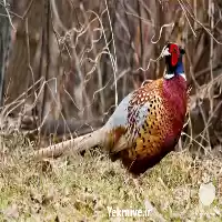 فروش قرقاول آمریکایی با بهترین قیمت در گروه خرید و فروش انواع پرنده در یکمیوه