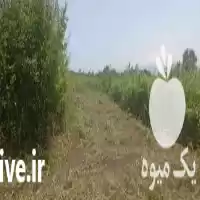 انجام کلیه خدمات باغبانی و فضای در گروه خدمات باغبانی در یکمیوه