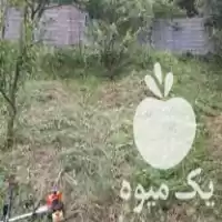 علف تراشی هرس در تنکابن در گروه خدمات باغبانی در یکمیوه