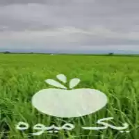 کشاورزی کار روی زمین شما در گروه خدمات شخم زنی در یکمیوه