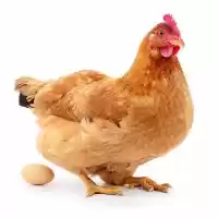 فروش مرغ شش ماهه در ارومیه در گروه مرغ و خروس و بوقلمون و اردک قو قاز در یکمیوه