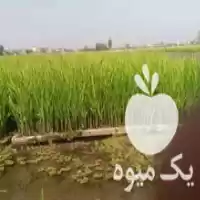 فروش سینی نشا آماده هاشمی در میانرود در گروه خرید و فروش نشا در یکمیوه