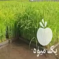 قیمت خرید بانک نشا سهرابی در جویبار در گروه خرید و فروش نشا در یکمیوه