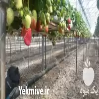 فروش تجهیزات و ملزومات گلخانه در تهران در گروه خرید و فروش تجهیزات گلخانه در یکمیوه