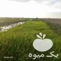 قیمت خرید کود سفید درشت در علی آباد در گروه خرید و فروش کود سفید در یکمیوه