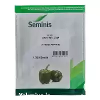 فروش بذر فلفل دلمه ای آنتبلوم در تهران در گروه خرید و فروش بذر فلفل در یکمیوه