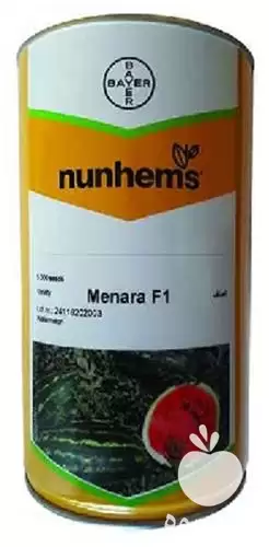 قیمت خرید قیمت بذر هندوانه منارا در تهران در گروه خرید و فروش بذر هندوانه در یکمیوه -عکس1