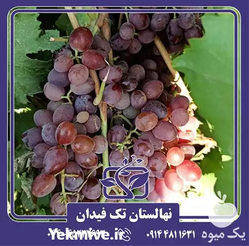 خرید و قیمت نهال انگور صاحبی در ارومیه در گروه خرید و فروش نهال انگور در یکمیوه -عکس1