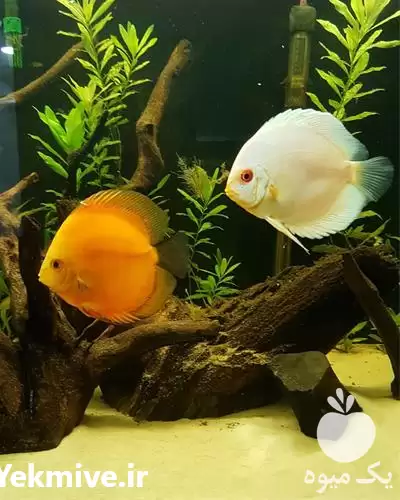 مشاوره راه اندازی سالن پرورش ماهی زینتی در تهران در گروه دوره آموزش کشاورزی در یکمیوه -عکس1