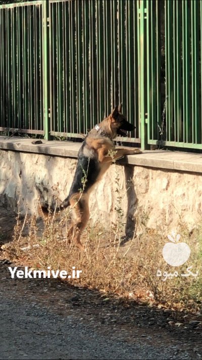 فروش ژرمن شپرد اصیل با گواهی در لواسان در گروه سگ و گربه در یکمیوه -عکس1