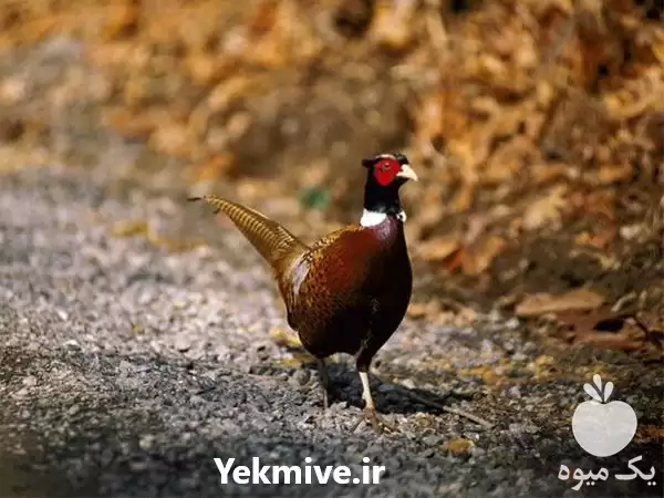 پرورش فروش قرقاول به صورت عمده در اصفهان در گروه خرید و فروش انواع پرنده در یکمیوه -عکس1