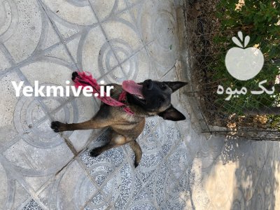 فروش سگ مالینویز اصیل با گواهی در کرج در گروه سگ و گربه در یکمیوه -عکس1