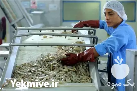 فروش خط تولید فراوری ماهی میگو در اصفهان در گروه خرید و فروش خط تولید در یکمیوه -عکس1