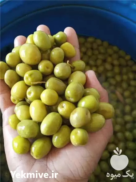 زیتون پرورده فروش زیتون در تهران در گروه خرید و فروش زیتون در یکمیوه -عکس1