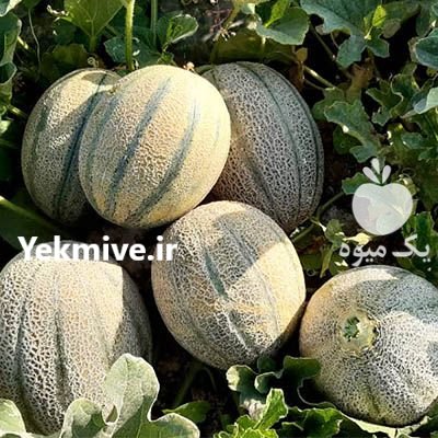 فروش بذر ملون جنیتا گاوریش در بجنورد در گروه خرید و فروش بذر ملون در یکمیوه -عکس2