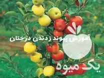 اکیب پیوند زنی نمونه در گروه خدمات پیوند درخت در یکمیوه -عکس1