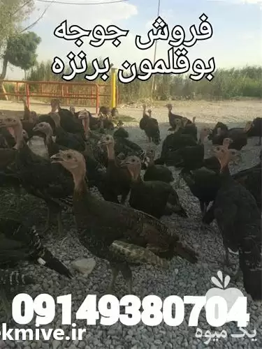 قیمت خرید بوقلمون 1 ماهه در گروه مرغ و خروس و بوقلمون و اردک قو قاز در یکمیوه -عکس1