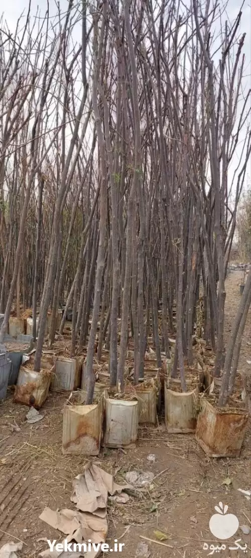 قیمت فروش نهال ریشه پر زیتون در تهران در گروه خرید و فروش نهال در یکمیوه -عکس1